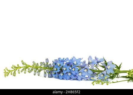 Infiorescenza di fiori blu delphinium, lat. Larkspur, isolato su sfondo bianco Foto Stock