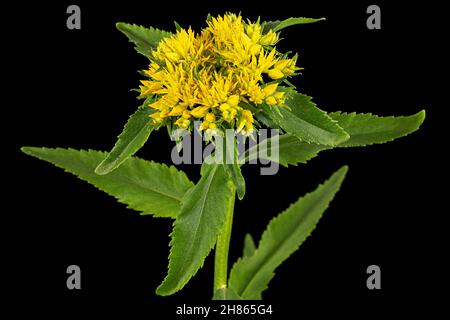 Infiorescenza dei fiori gialli di rosea di rodiola, isolati su sfondo bianco Foto Stock