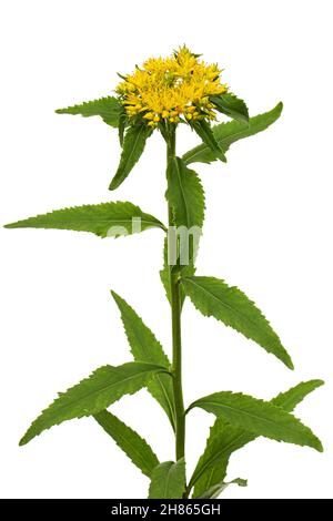 Infiorescenza dei fiori gialli di rosea di rodiola, isolati su sfondo bianco Foto Stock