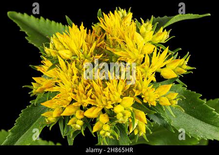 Infiorescenza dei fiori gialli di rosea di rodiola, isolati su sfondo bianco Foto Stock