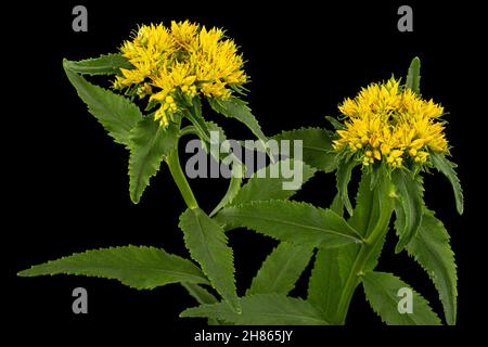 Infiorescenza dei fiori gialli di rosea di rodiola, isolati su sfondo bianco Foto Stock