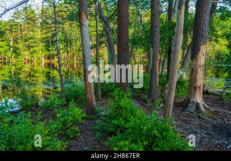 Boschetto di alberi e strappi sulla riva del laghetto di Brackett. in una foresta di pini bianchi del nord. Harold Parker State Forest, Andover, Massachusetts Foto Stock