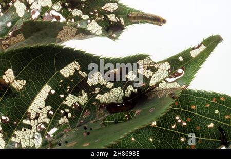 PERO E CILIEGIA SLUG (CALIROA CERASI) COSÌ CHIAMATO PERCHÉ LE LARVE SONO VERDE SCURO E DI ASPETTO SLIMY. Foto Stock