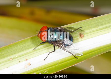 Bluebottle Blowfly, Chrysomya megacephala. Conosciuto anche come la latrina orientale Fly. Coffs Harbour, New South Wales, Australia Foto Stock