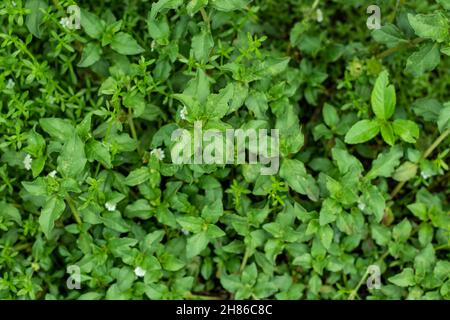 Il galium sassatile o paglia di calore è una pianta piccola, con i gambi corti. Ha molto molti piccoli fiori bianchi quattro-pethalled che puzzano falce bianchi Foto Stock