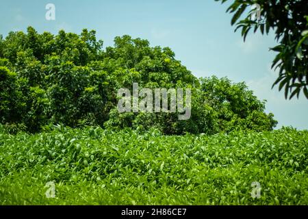 Foglie di iuta e alberi che hanno fatto tessuto di iuta è un tipo di fibra tessile fatta dalla pianta di iuta anche più grandi alberi di mango dietro Foto Stock