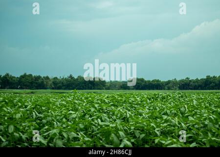 Pianta della mallata di iuta, iuta, mallata di ebreo, saluyot, okra di Bush, Spinaci di cotone egiziano. Cielo blu e nuvola bianca sullo sfondo Foto Stock