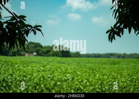 La più grande piantagione di iuta e gli alberi e i più grandi alberi di mango dietro con il cielo blu, le nuvole bianche che sembrano il paesaggio bello Foto Stock