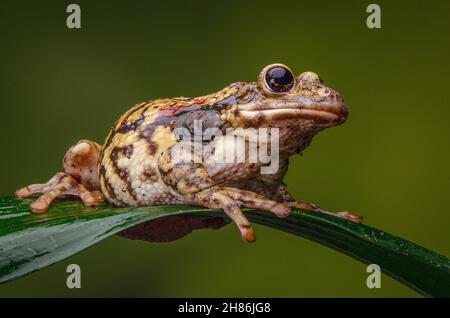 Un primo piano di una rana di latte macchiata di colore rosso che si trova su una foglia larga. Queste rane provengono dall'Amazzonia Foto Stock