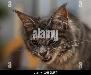 Angry cat closeup. Il gatto ringhia. Foto Stock