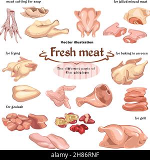 Schizzo colorato carne di pollo parti set per diversi pasti e. illustrazione vettoriale isolata della preparazione delle piastre Illustrazione Vettoriale