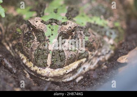 rana gigante seduta nel suo buco nel terreno. Si rilassa per mangiare Foto Stock