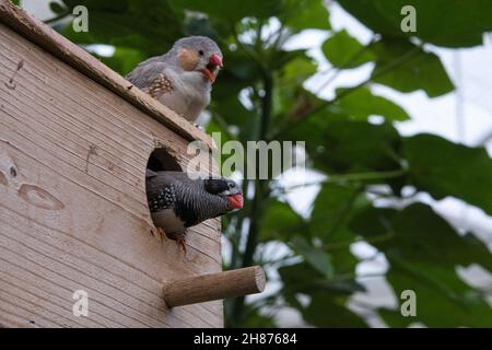 Zebra Finch coppia su una casa di uccelli. Piccoli uccelli songbirds colorati. Disegni splendidamente dettagliati nel piumaggio. Foto Stock