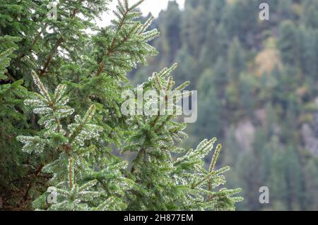 Primo piano di foglie di Fir ricoperte di rugiada a forma di ago. Fotografato a Stubaital, in Tirolo, in Austria nel mese di settembre Foto Stock