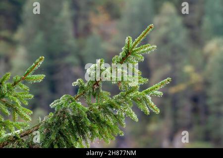 Primo piano di foglie di Fir ricoperte di rugiada a forma di ago. Fotografato a Stubaital, in Tirolo, in Austria nel mese di settembre Foto Stock