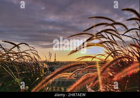 Vue de la tour EIFFEL depuis un petit jardin terrasse à Paris un jour ensoleillé. La foto est pry entre les plantes d'un jardin. Foto Stock