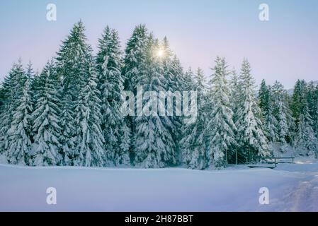Alberi ricoperti di neve bianca subito dopo una nevicata sulle rive del lago di Lenzerheide in Svizzera Foto Stock