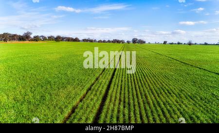 Campi di granoturco piatti con groing piante di granoturco sulle pianure della fattoria vittoriana in Australia - vista aerea. Foto Stock