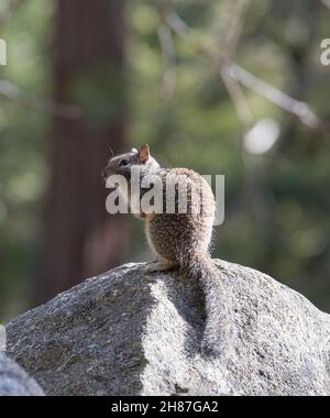 Yosemite National Park, California, USA. Ritratto di uno scoiattolo californiano terra, Otospermophilus beecheyi, arpione su masso di granito. Foto Stock