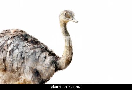 Greater rhea (Rhea americana), uccello senza luce originario del Sud America. Nandu isolato su sfondo bianco con spazio di copia. Illustrazione dell'acquerello. Foto Stock