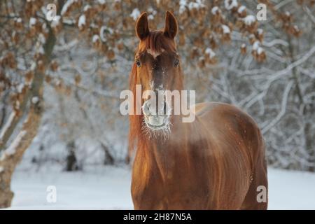 Bellissimo ritratto di cavalli da corsa nel parco invernale Foto Stock