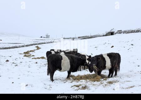 Teesdale, County Durham, Regno Unito. 28 novembre 2021. Meteo Regno Unito. Mentre i venti si sono attenuati dopo Storm Arwen molte case e aziende agricole remote sono ancora senza elettricità, come temperature gelide e nevicate continua a Upper Teesdale, County Durham questa mattina. Credit: David Forster/Alamy Live News Foto Stock