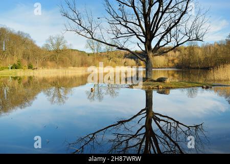 Piccolo laghetto o lago in bella primavera. Grande albero che si riflette nell'acqua. Foto Stock