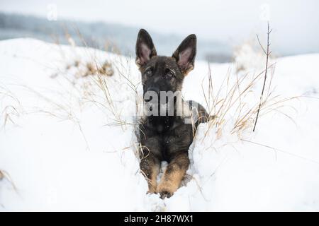 Tedesco Pastore cane cucciolo (alsaziano) sdraiato nella neve Foto Stock