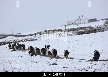 Teesdale, County Durham, Regno Unito. 28 novembre 2021. Meteo Regno Unito. Mentre i venti si sono attenuati dopo Storm Arwen molte case e aziende agricole remote sono ancora senza elettricità, come temperature gelide e nevicate continua a Upper Teesdale, County Durham questa mattina. Credit: David Forster/Alamy Live News Foto Stock