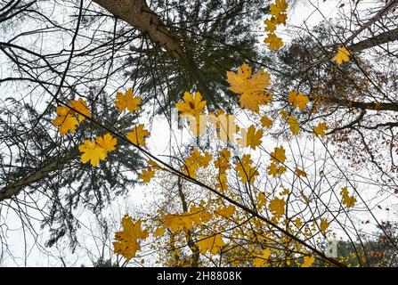 Treplin, Germania. 28 novembre 2021. Le ultime foglie di acero giallo brillano sui rami di una foresta nel Brandeburgo orientale. Credit: Patrick Pleul/dpa-Zentralbild/dpa/Alamy Live News Foto Stock