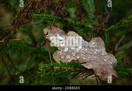 Treplin, Germania. 28 novembre 2021. Goccioline d'acqua giacciono su una foglia di quercia in una foresta nel Brandeburgo orientale. Credit: Patrick Pleul/dpa-Zentralbild/dpa/Alamy Live News Foto Stock