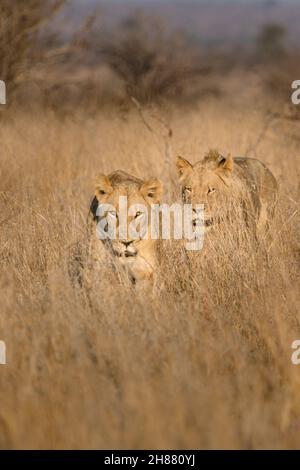 Due leoni che camminano attraverso l'erba lunga asciutta nella luce dorata del mattino, il Parco Nazionale di Kruger. Foto Stock