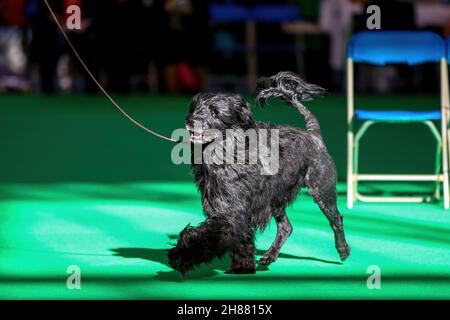 Cane d'acqua portoghese ad uno spettacolo di cani Foto Stock