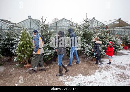 Bretherton. UK Weather: Business a Glenroyde Garden Center Christmas Tree Farm come le prime nevicate della caduta invernale nel Lancashire rurale. Credit: MediaWorldImages/AlamyLiveNews Foto Stock