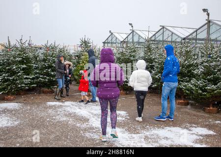 Bretherton. UK Weather: Business a Glenroyde Garden centro Christmas Tree Farm come le prime nevicate di autunno invernale nel Lancashire rurale. Foto Stock