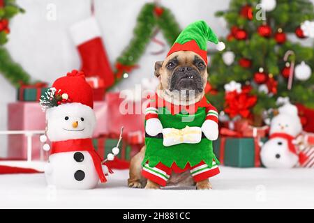 Carino cane Bulldog francese indossando il costume di elfo di Natale tra le decorazioni stagionali Foto Stock