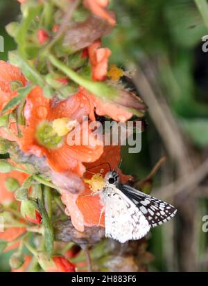 Adorabile furry comune scacchi Skipper sips l'acqua da fior di arance di fior di arance Foto Stock