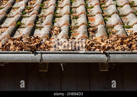 Le foglie autunnali bloccano un gocciolatoio e devono essere rimosse Foto Stock