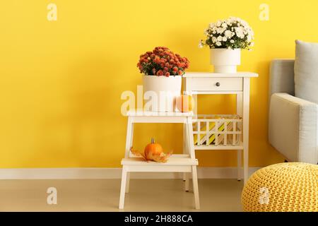 Pentole con bella Chrysanthemum fiori vicino parete gialla Foto Stock