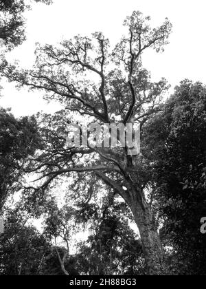 Si affaccia sul baldacchino di un torreggiante Outeniqua Yellowwood, in bianco e nero, nella sezione Tsitsikamma della Foresta di Knysna in Arica del Sud. Foto Stock