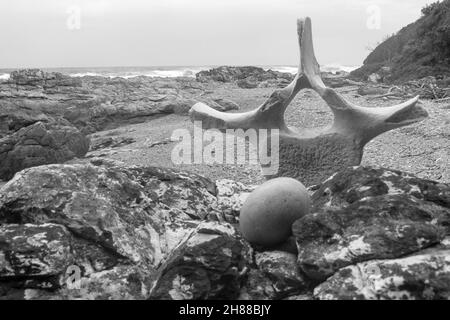 Una vecchia vertebra di balena sbiancata e intemperata, in bianco e nero, sulle rocce in una baia isolata lungo la costa meridionale del Sud Africa. Questo ph Foto Stock