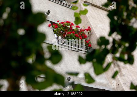 Finestra della città decorata con splendidi gerani rossi fiori Foto Stock