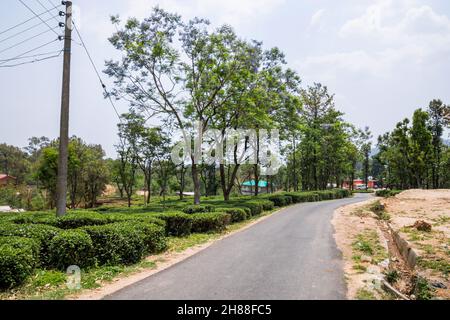 Giardini del tè a Palampur, Himachal Foto Stock