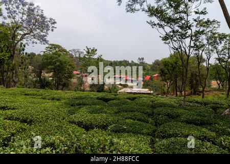 Giardini del tè a Palampur, Himachal Foto Stock