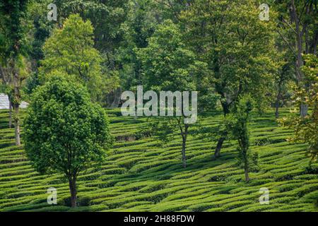 Giardini del tè a Palampur, Himachal Foto Stock