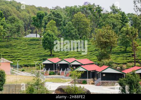 Giardini del tè a Palampur, Himachal Foto Stock