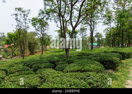 Giardini del tè a Palampur, Himachal Foto Stock