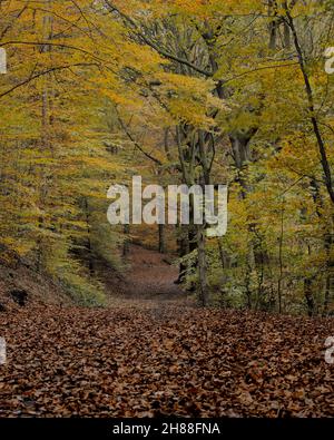 Una passeggiata nei boschi durante la stagione autunnale (autunno), parte a terra, Eckington Woods, North East Derbyshire Foto Stock