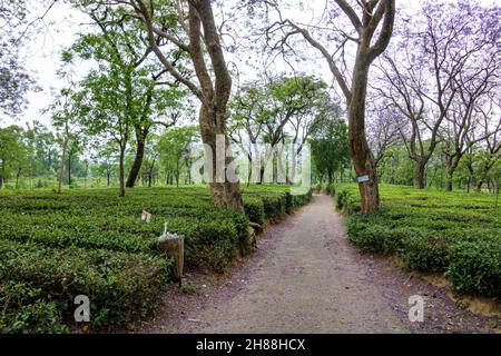 Giardini del tè a Palampur, Himachal Foto Stock