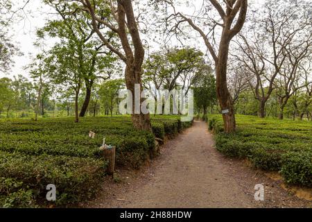 Giardini del tè a Palampur, Himachal Foto Stock